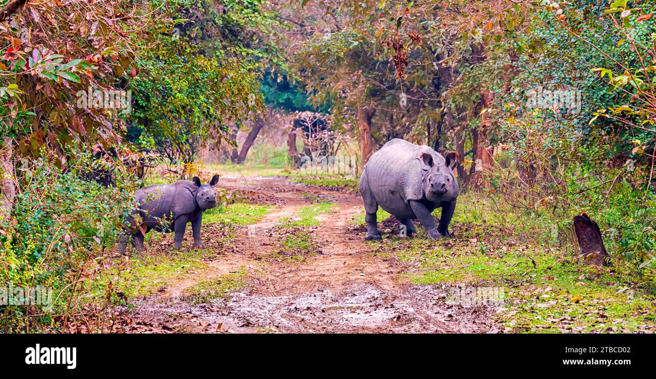 Une grande femelle rhinocéros indien avec son petit traversant une piste de terre à l'intérieur du sanctuaire de la faune de Pobitora dans l'Assam, en Inde. Banque D'Images