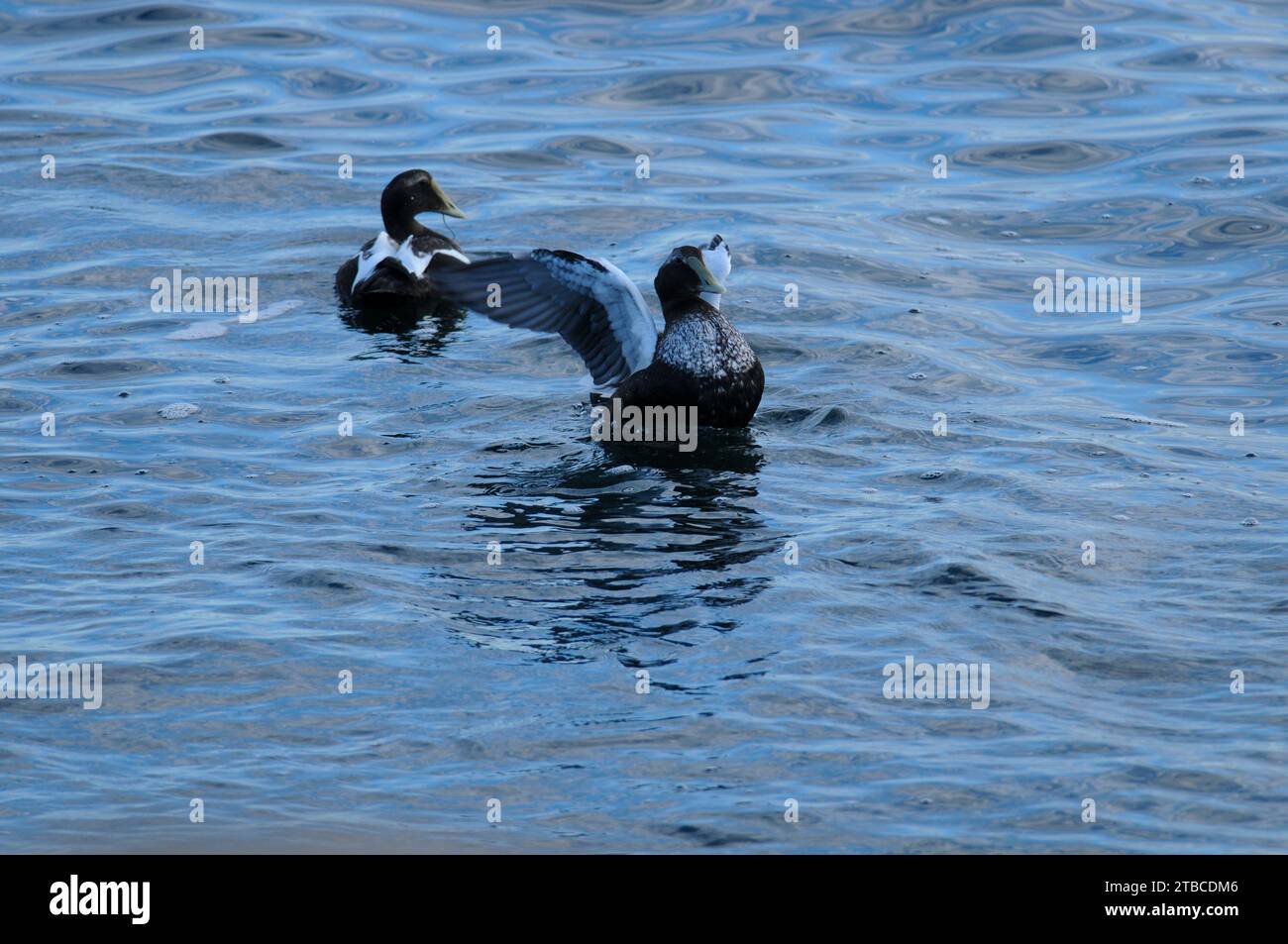 Canards Eider commun dans l'océan au large de la côte du Maine Banque D'Images