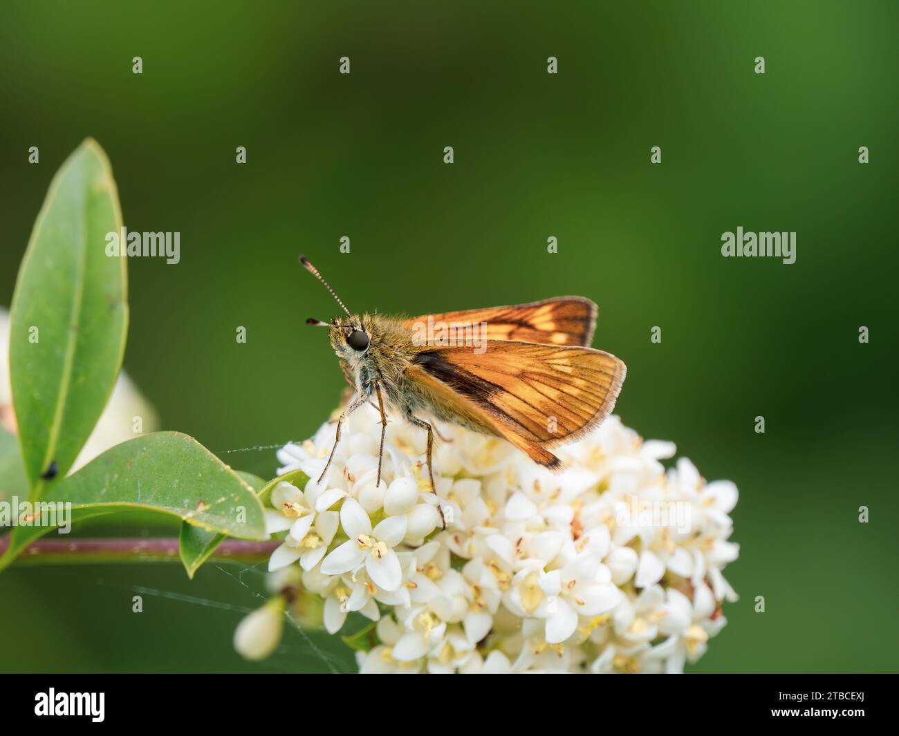 Grand papillon de l'espérie sur le blossom sauvage Banque D'Images