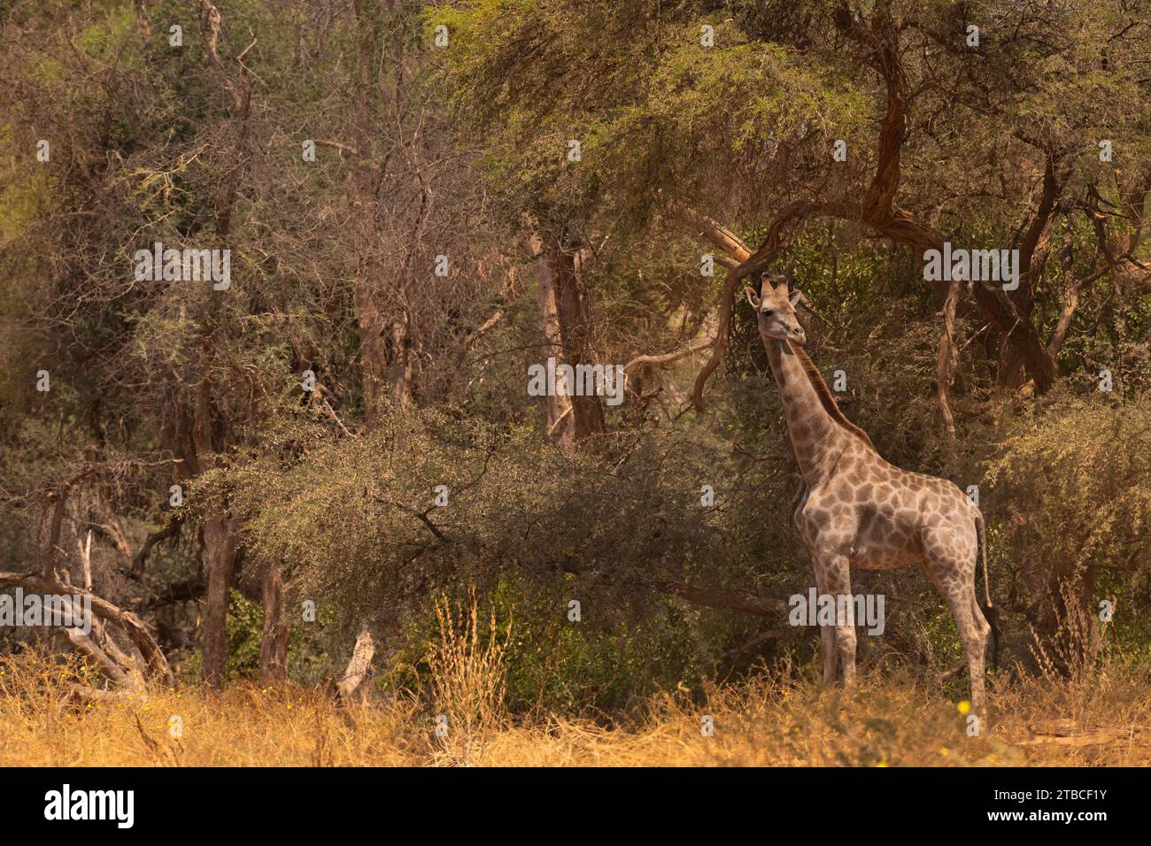 Girafe angolaise, Giraffa camelopardalis angolensis, Giraffidae, désert du Namib, Namibie, Afrique Banque D'Images