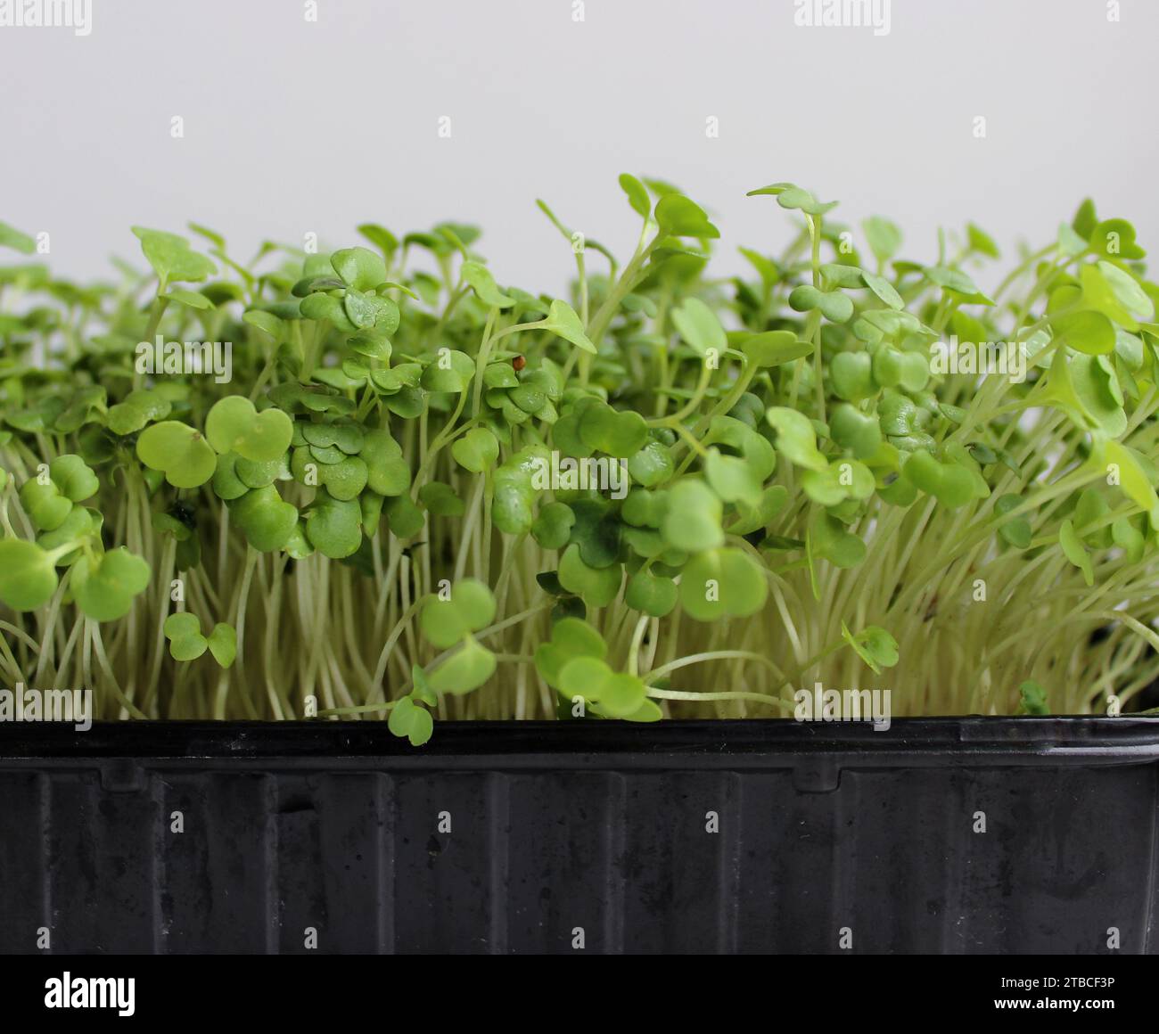 Vue de côté de la croissance de Arugula Microgreens Bunch dans Un plateau plat photo stock détaillée Banque D'Images