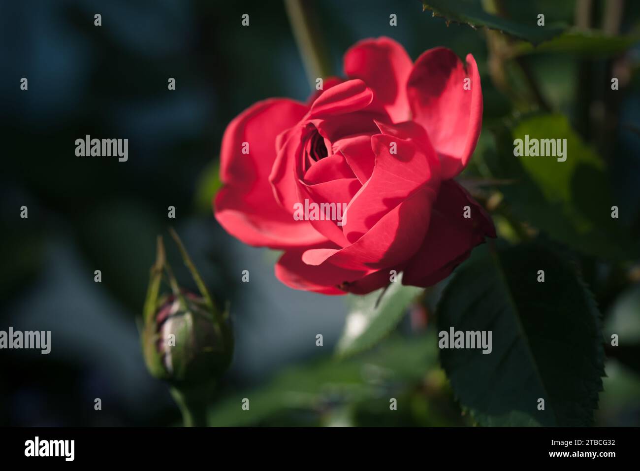 Fleur de rose rouge est sur fond sombre flou, photo macro avec mise au point sélective Banque D'Images Fleur de rose rouge est sur fond sombre flou, photo macro avec mise au point sélective Banque D'Images