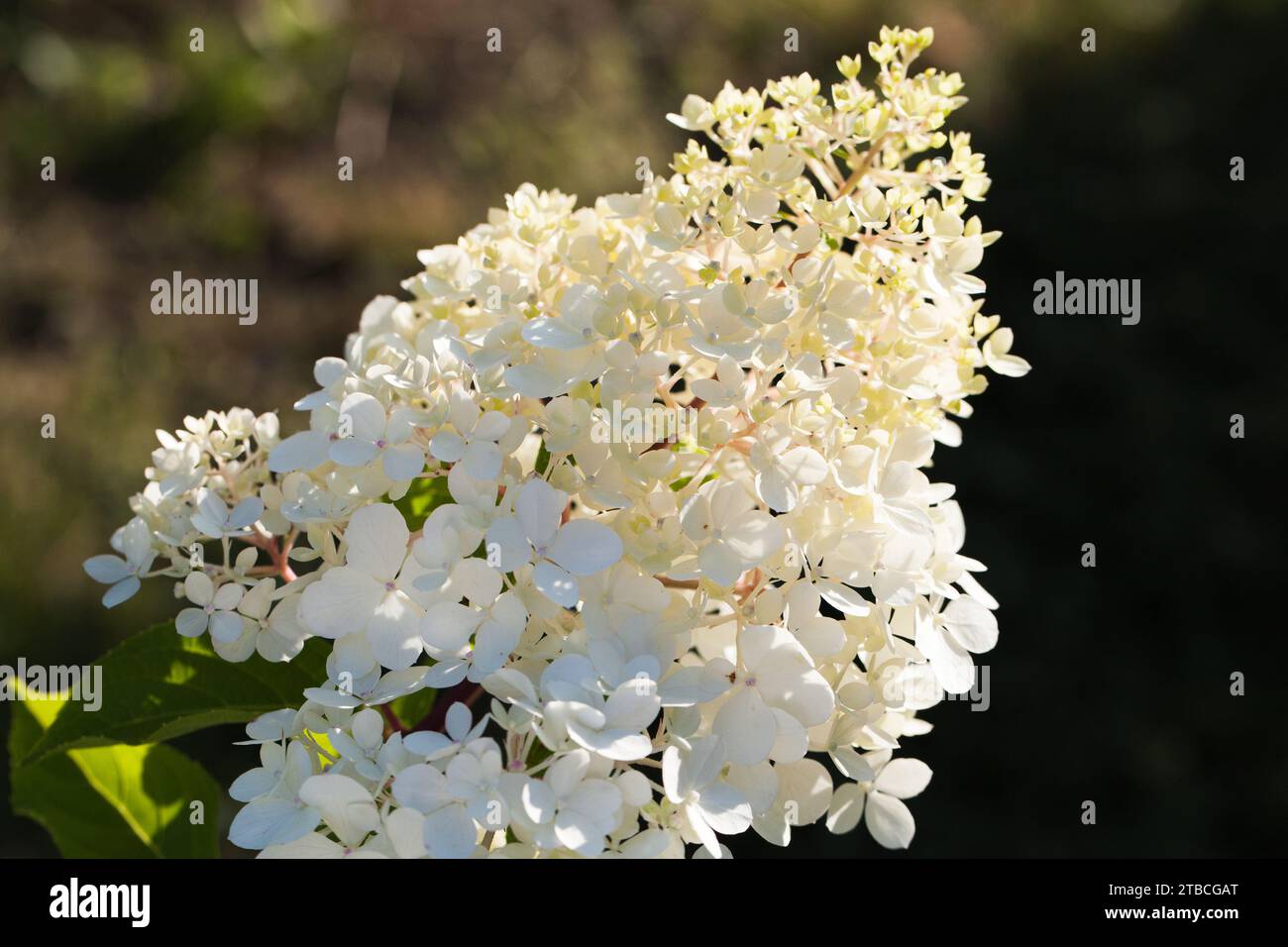 Hydrangea en fleur, fleurs blanches sur un jour d'été sur fond sombre flou, photo macro en extérieur avec flou doux focus sélectif Banque D'Images