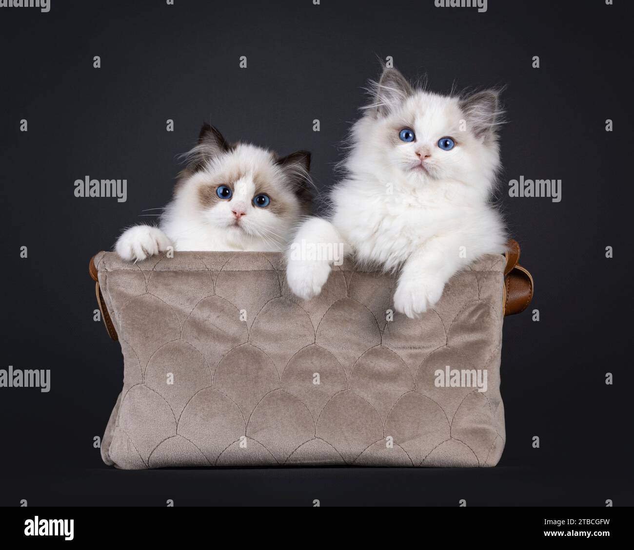 2 adorable phoque et chatons chat Ragdoll bicolore bleu, assis dans un panier en velours brun. Regardant vers la caméra avec les yeux bleus. Isolé sur un dos noir Banque D'Images