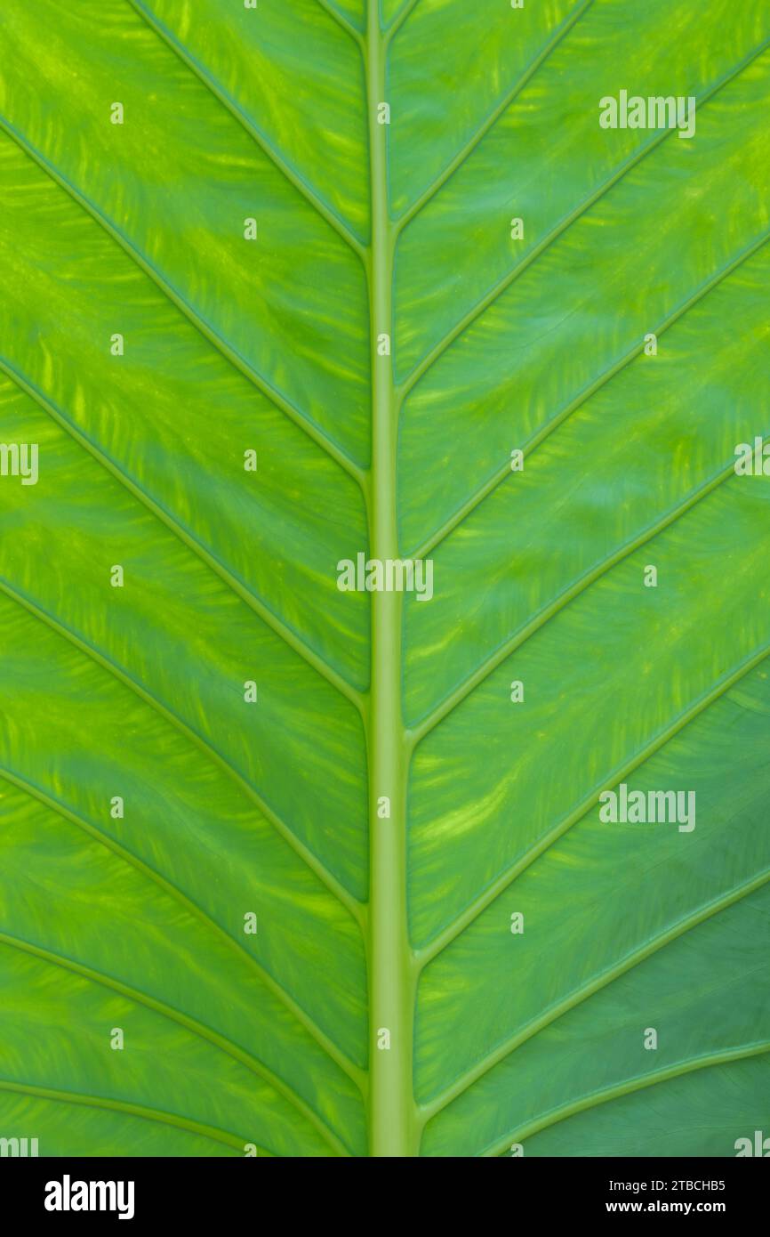 Texture de la feuille verte d'une plante close up Banque D'Images