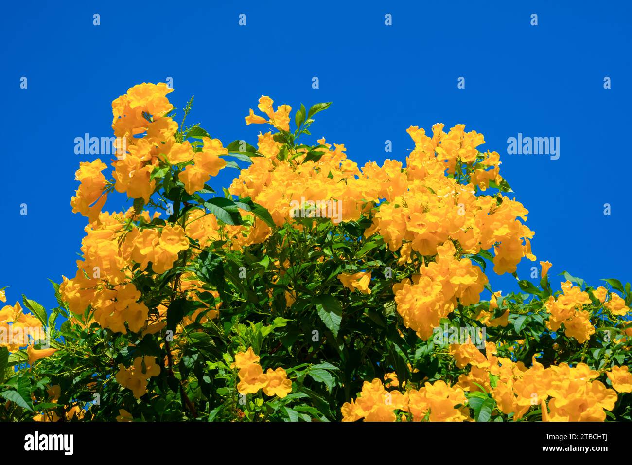 Fleurs jaunes, Tecoma stans, cloche jaune, vigne trompette, floraison dans un jardin sur ciel bleu. Banque D'Images
