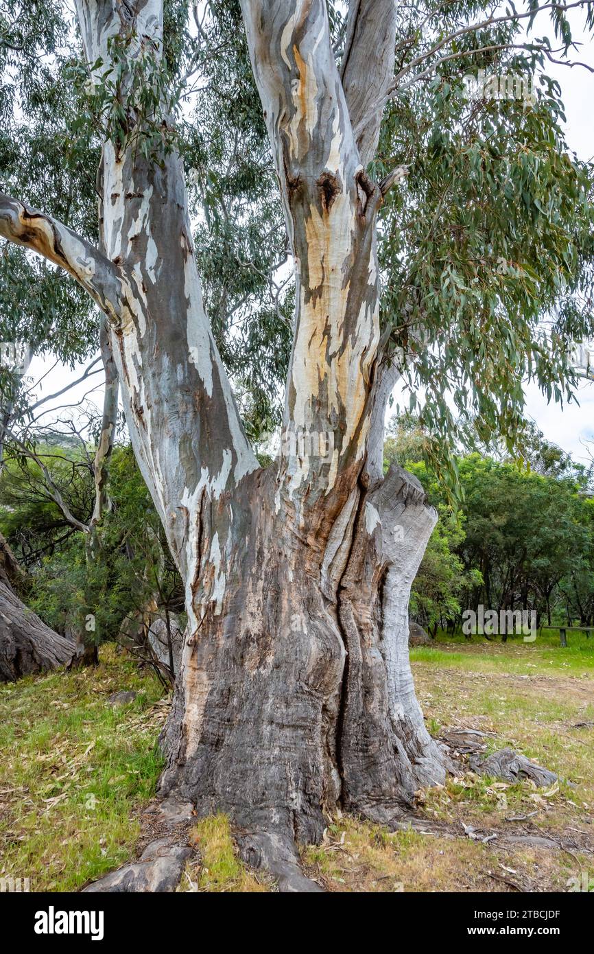 Motifs colorés sur le tronc d'un arbre d'eucalyptus. Victoria, Australie. Banque D'Images