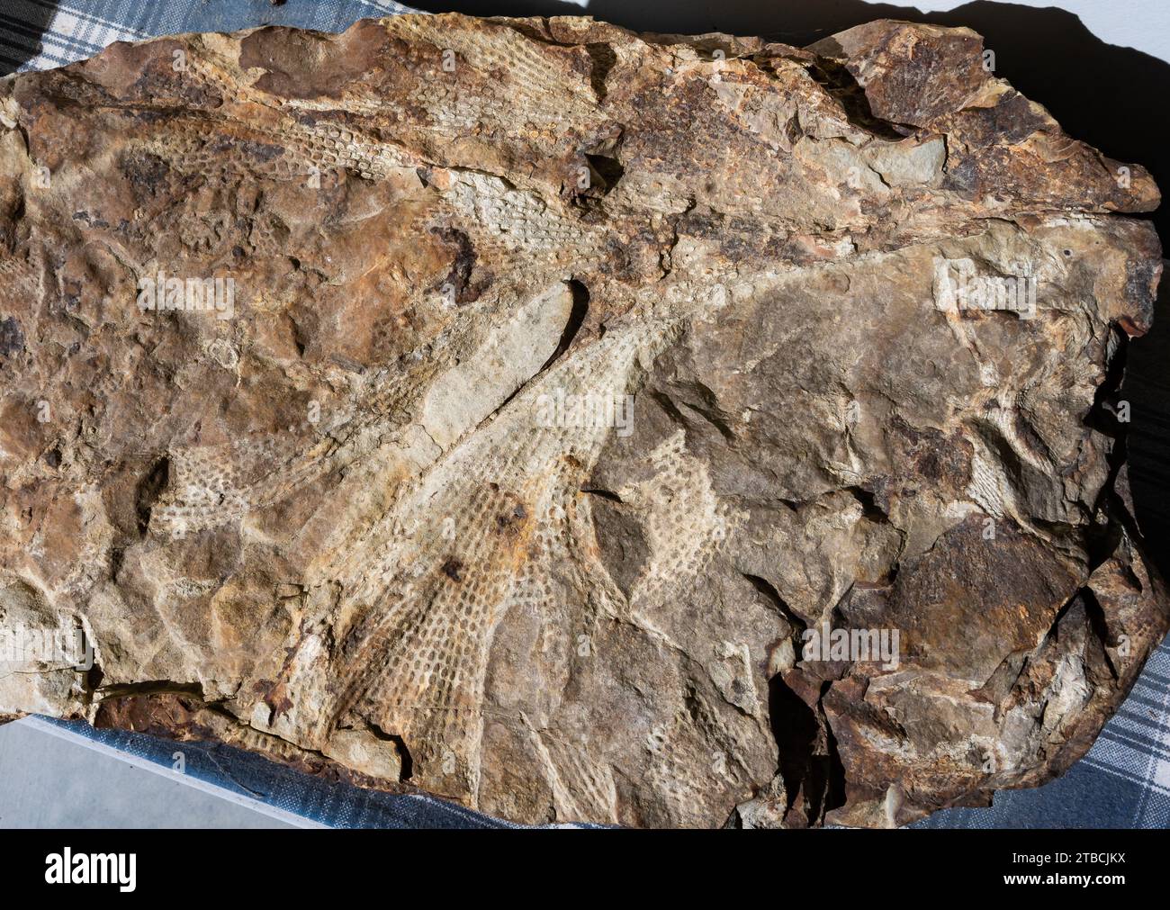 Fossiles de vie marine en siltstone. Tasmanie, Australie. Banque D'Images