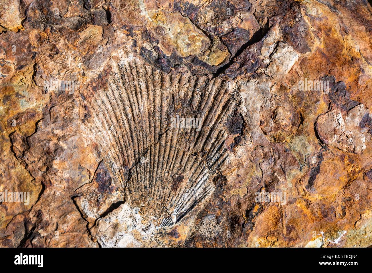 Fossiles de vie marine en siltstone. Tasmanie, Australie. Banque D'Images