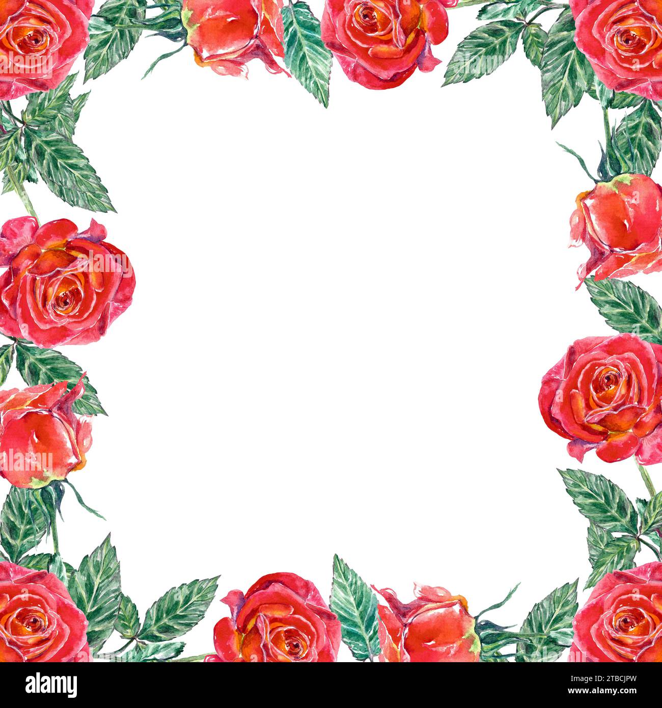 Cadre carré de roses rouges et feuilles vertes. Illustration aquarelle isolée sur fond blanc. Cartes de voeux, invitations de mariage, Saint Valentin. Banque D'Images