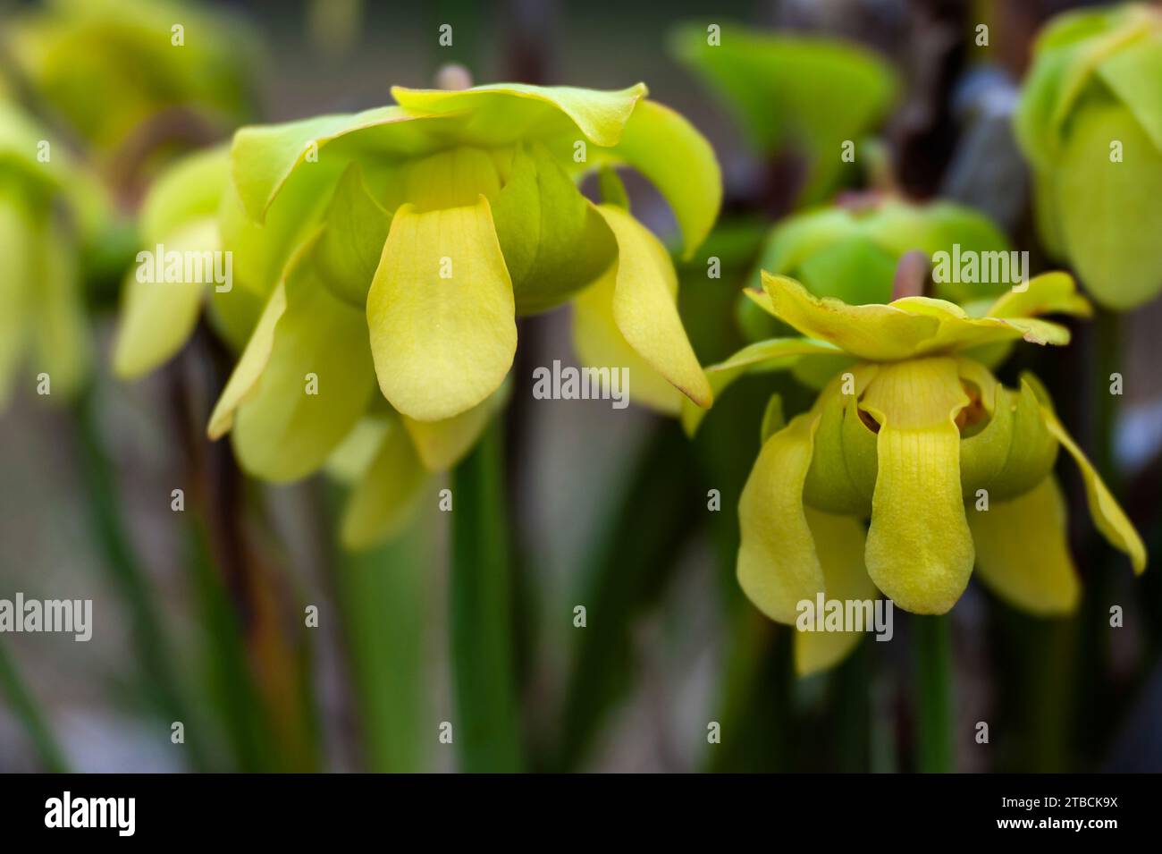 Yellow American Pitcher Plant Banque D'Images