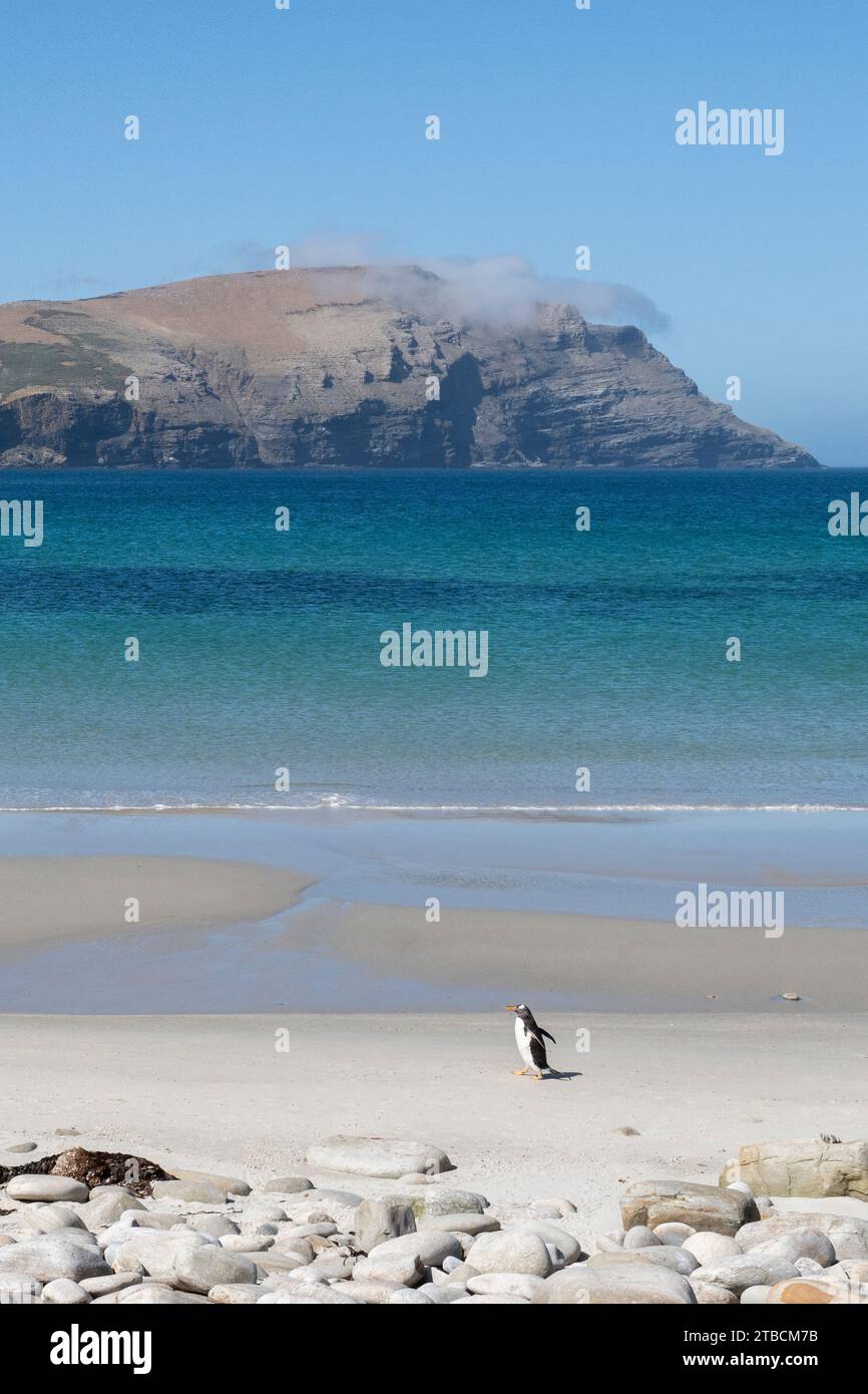 Îles Falkland, West Falklands, grave Cove. Manchots Gentoo (Pygoscelis papua) sur une plage de sable blanc. Banque D'Images