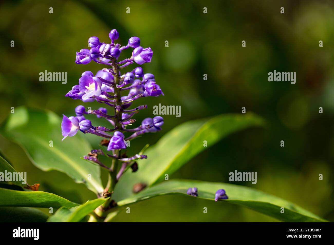 Portrait naturel de plantes à fleurs rapprochées des fleurs bleues frappantes de Dichorisandra thyrsiflora brillant sous le soleil d'automne. Banque D'Images