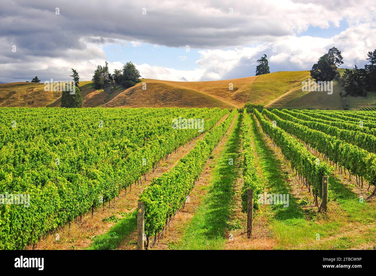 Vignoble de Brightwater, Tasman, Région de Brightwater, île du Sud, Nouvelle-Zélande Banque D'Images