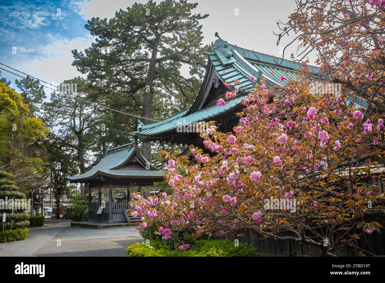 Cette photographie capture la beauté exquise des cerisiers en fleurs yaezakura, appartenant peut-être à la variété fugenzo. Chaque fleur possède un impr Banque D'Images