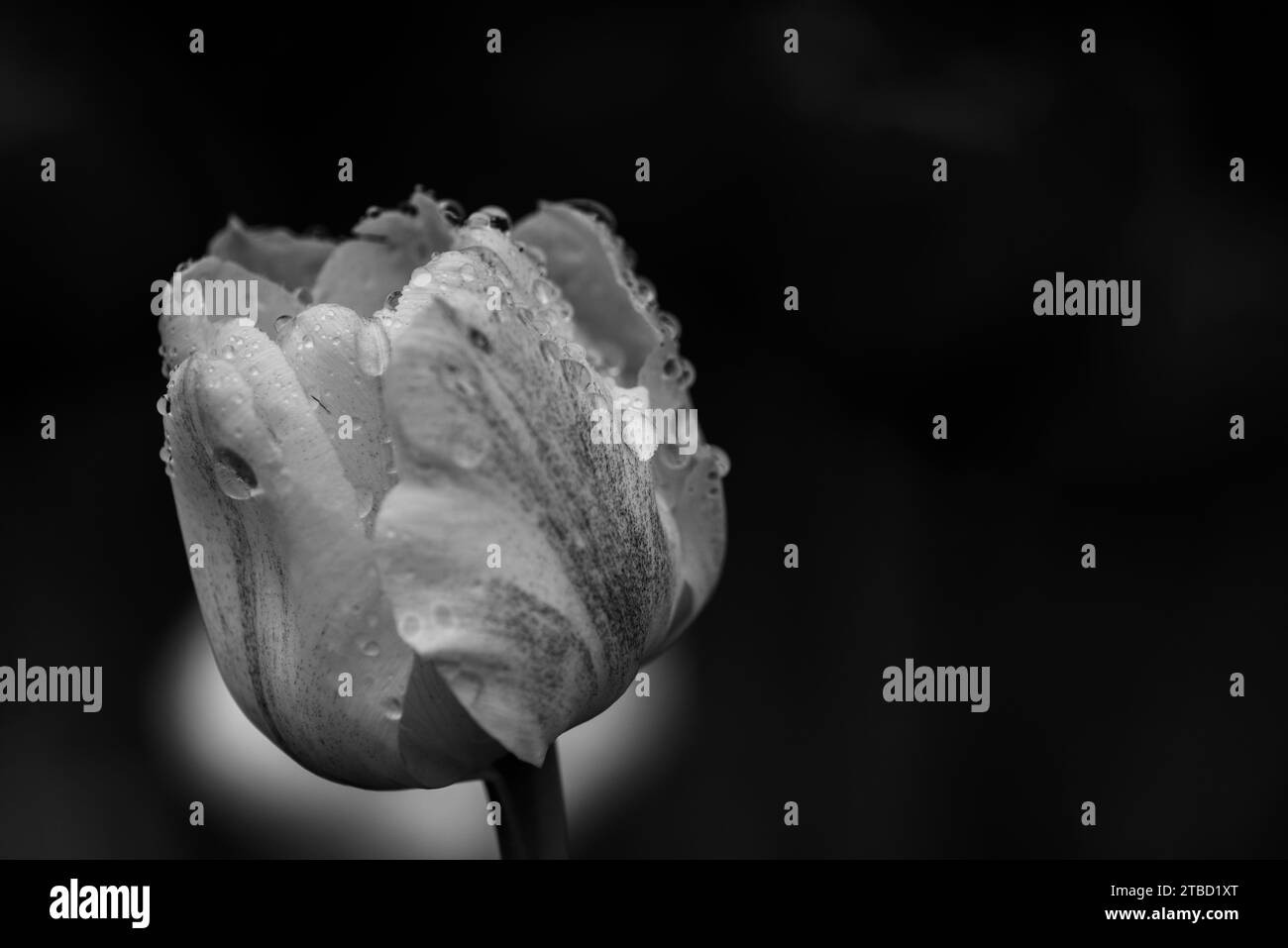 Macro monochrome Fine Art de gouttes d'eau sur une tulipe sur un fond noir Banque D'Images