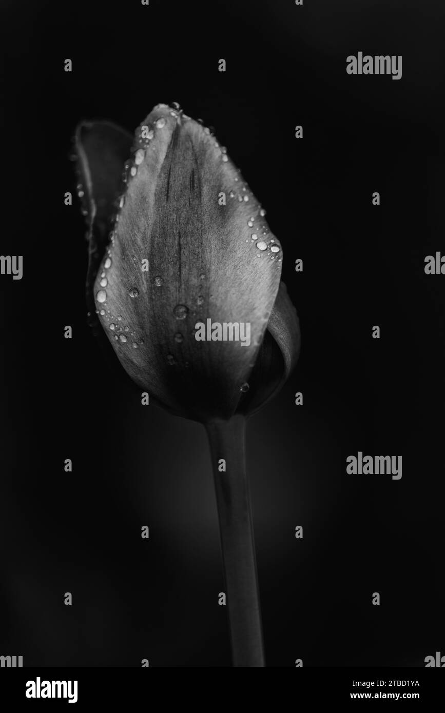 Macro monochrome Fine Art de gouttes d'eau sur une tulipe sur un fond noir Banque D'Images