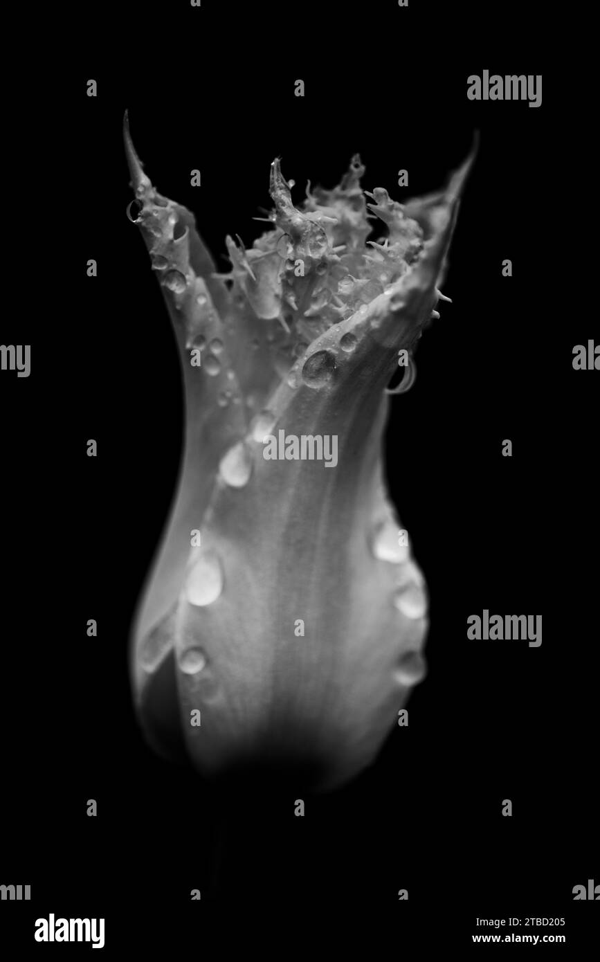 Macro monochrome Fine Art de gouttes d'eau sur une tulipe sur un fond noir Banque D'Images