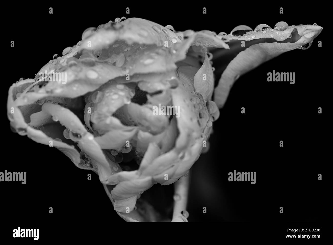 Photographie macro monochrome fine art photo de gouttes d'eau sur une tulipe sur un fond noir. Banque D'Images