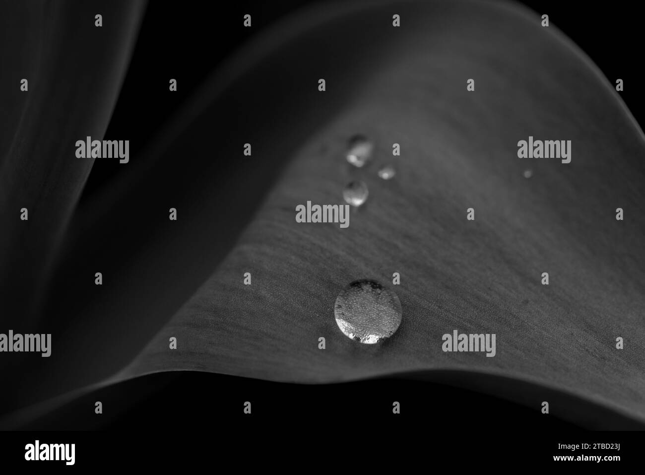 Photographie macro monochrome fine art d'une goutte d'eau sur une feuille de tulipe Banque D'Images