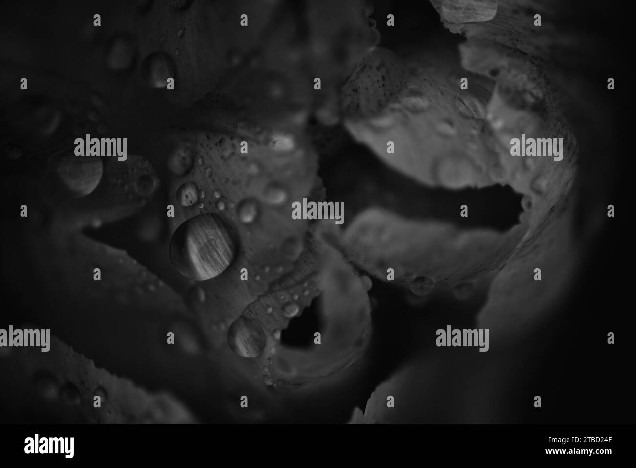 Photographie macro monochrome fine art photo de gouttes d'eau sur une tulipe sur un fond noir. Banque D'Images