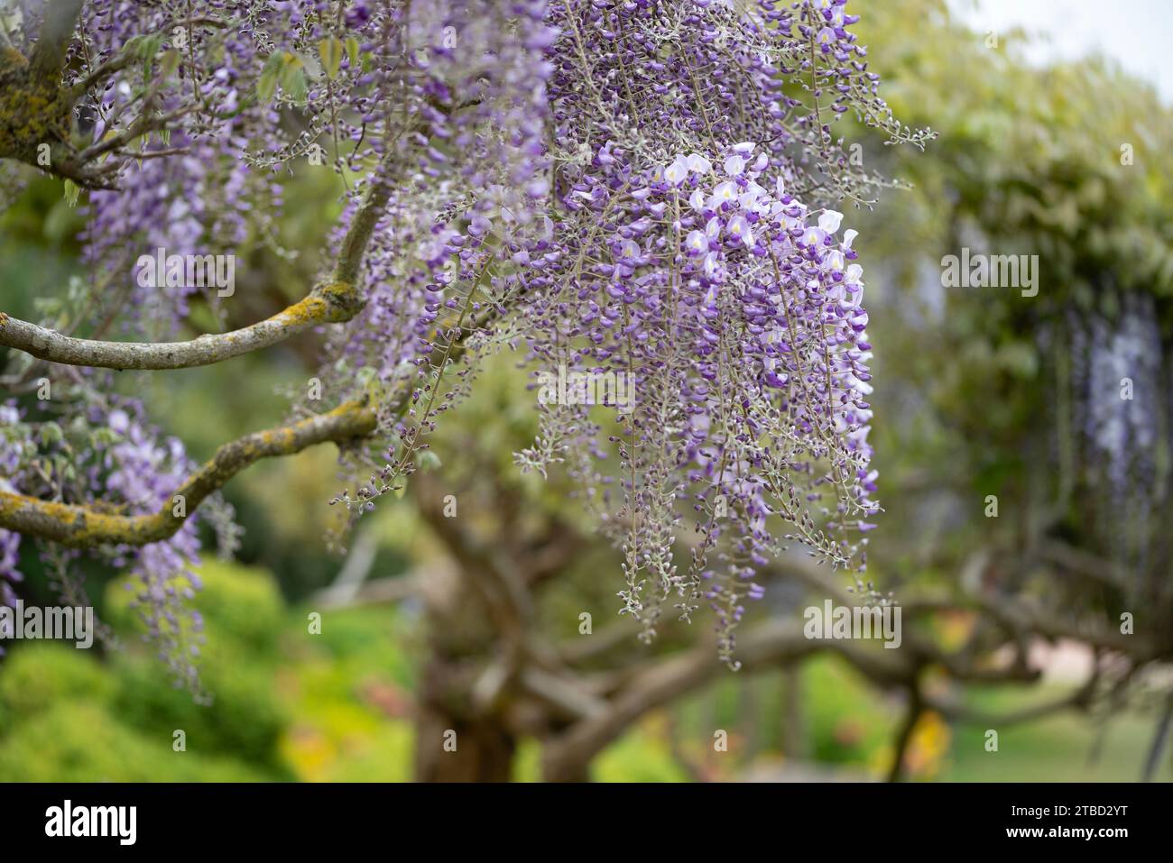 Wisteria villosa. Appelé Wisteria chinensis Banque D'Images