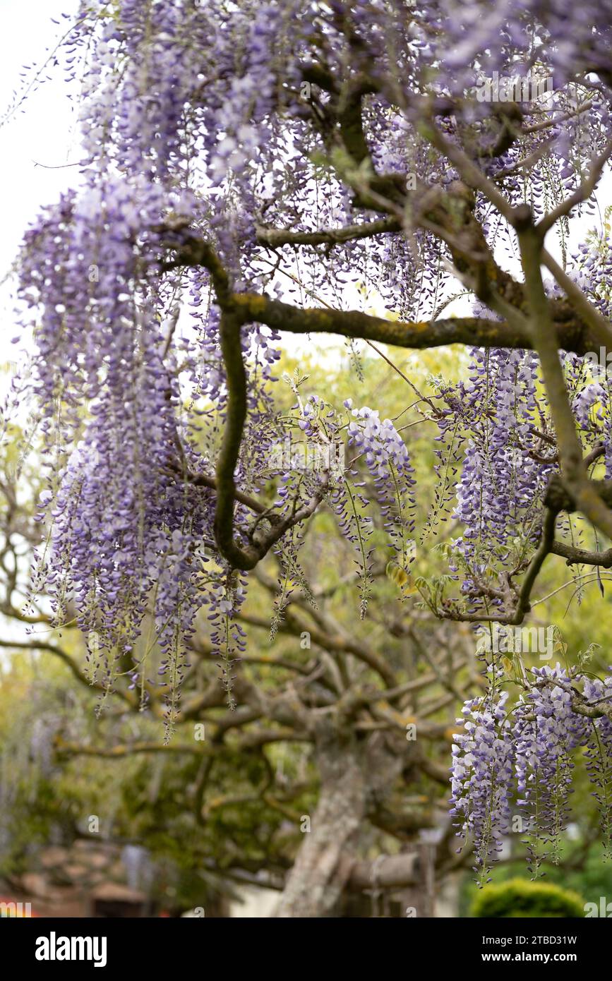 Wisteria villosa. Appelé Wisteria chinensis Banque D'Images