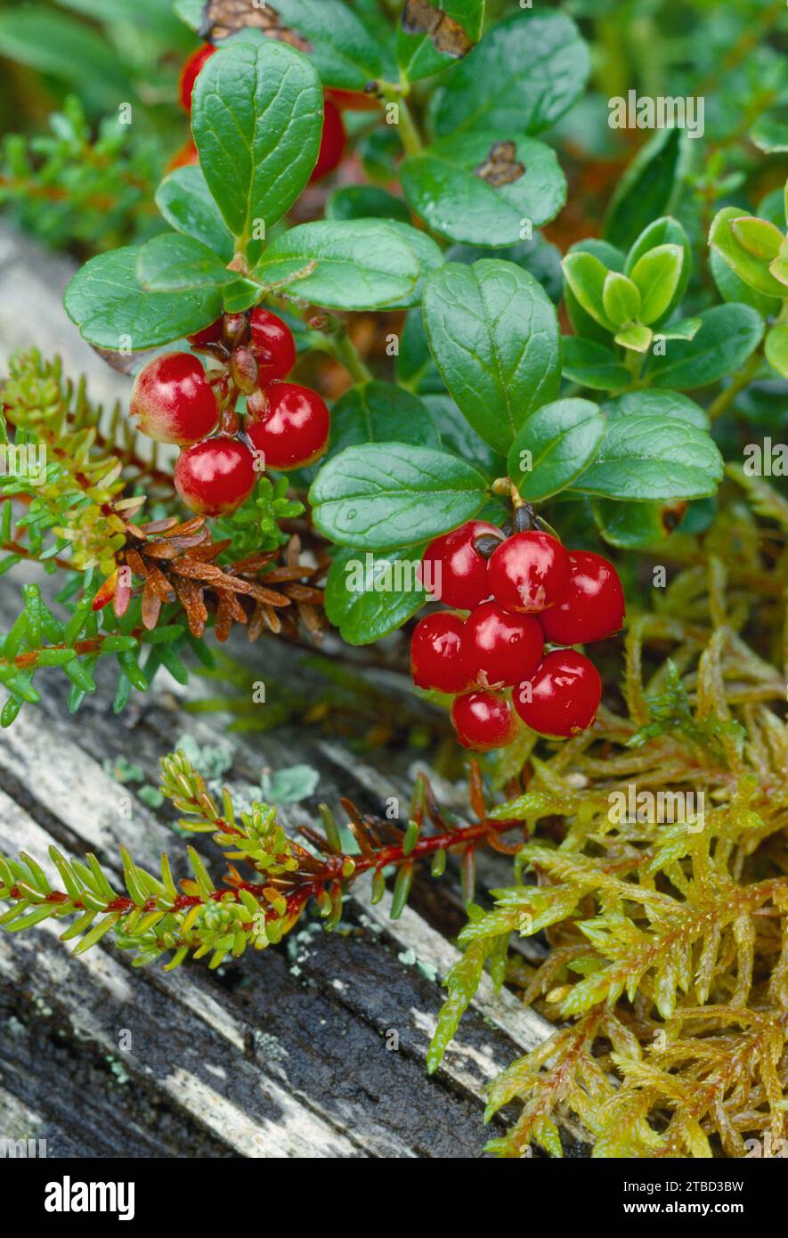 Myrtille (Vaccinium vitis–idaea) poussant sur un sol de pinède indigène, Speyside, parc national de Cairngorms, Écosse, juin 1986 Banque D'Images