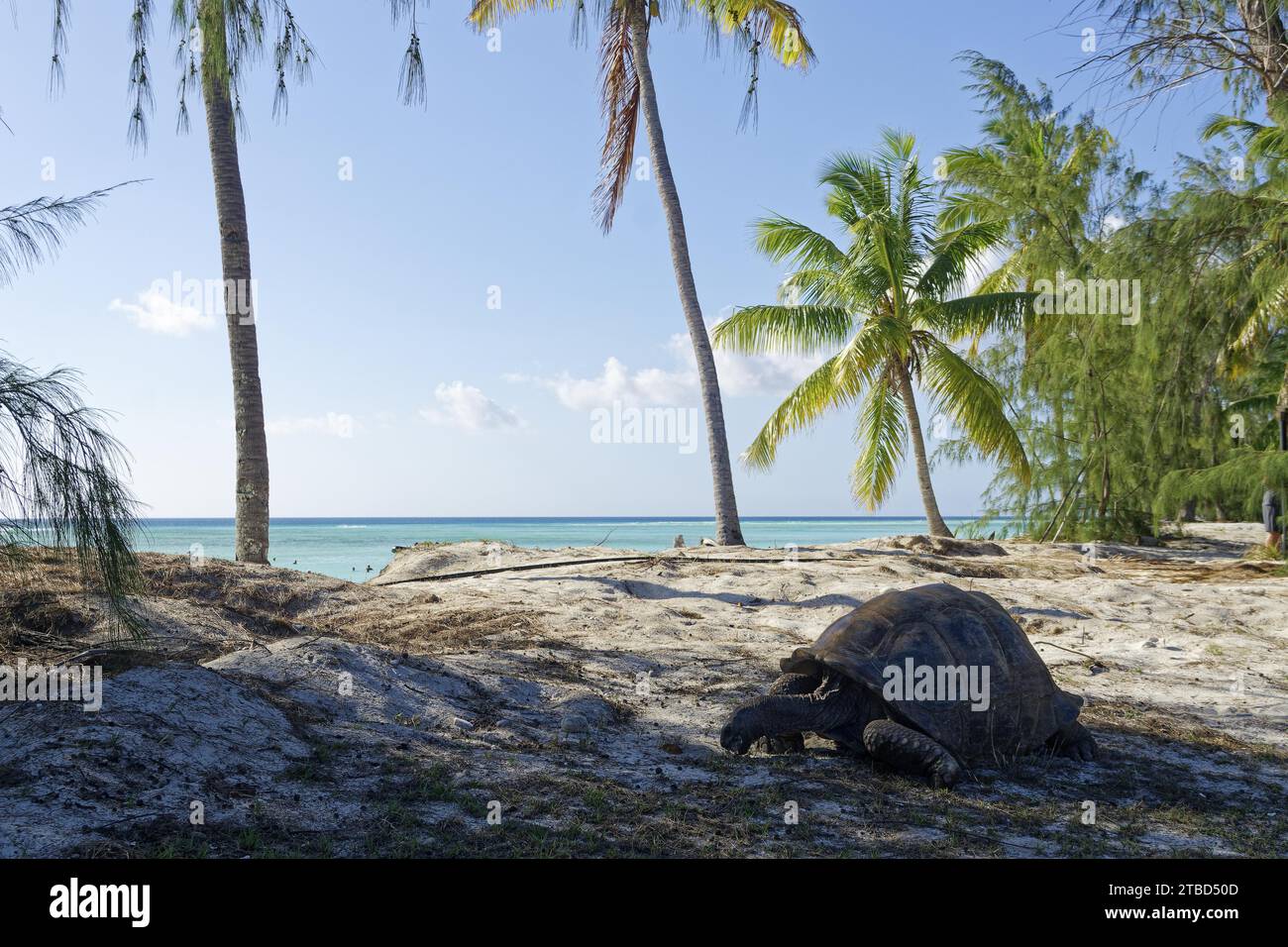 Tortue géante d'Aldabra (Aldabrachelys gigantea), plage, palmiers, ciel bleu, site du patrimoine mondial de l'UNESCO, Atoll d'Aldabra, Seychelles Banque D'Images