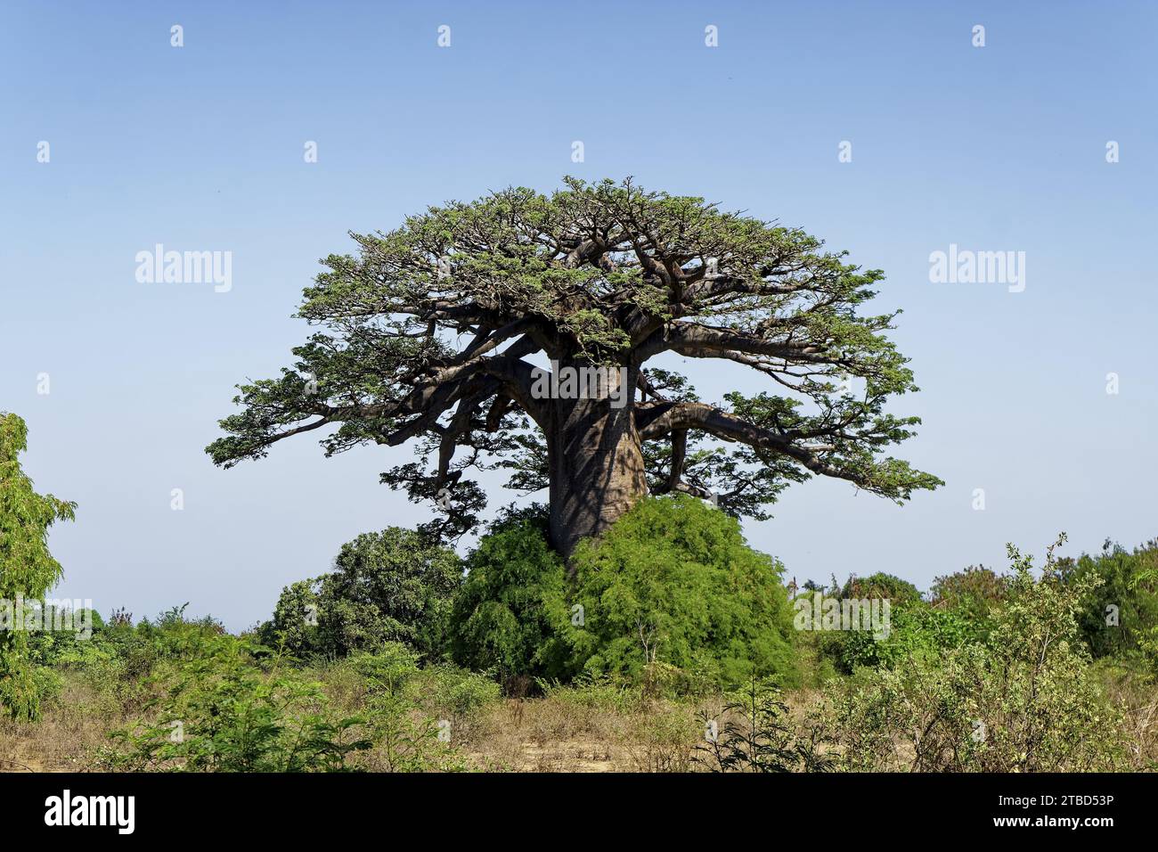 Baobab africain (adansonia digitata), Madagascar Banque D'Images