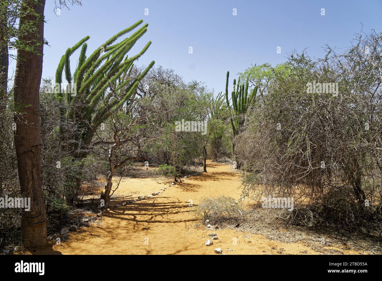 Spiny Forest, Ifaty, Madagascar Banque D'Images
