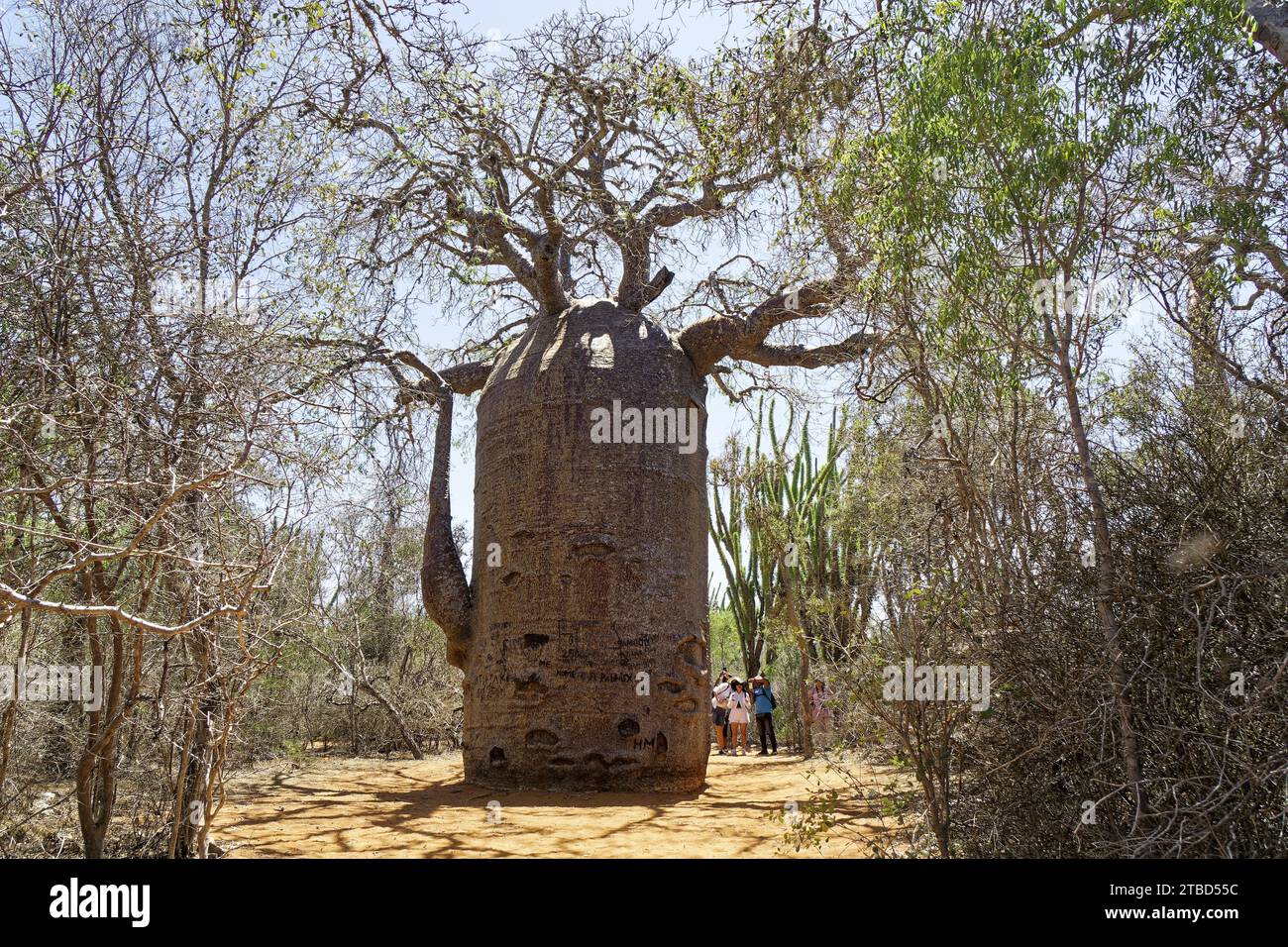 Baobab africain (adansonia digitata) dans la forêt d'épines, Ifaty, Madagascar Banque D'Images