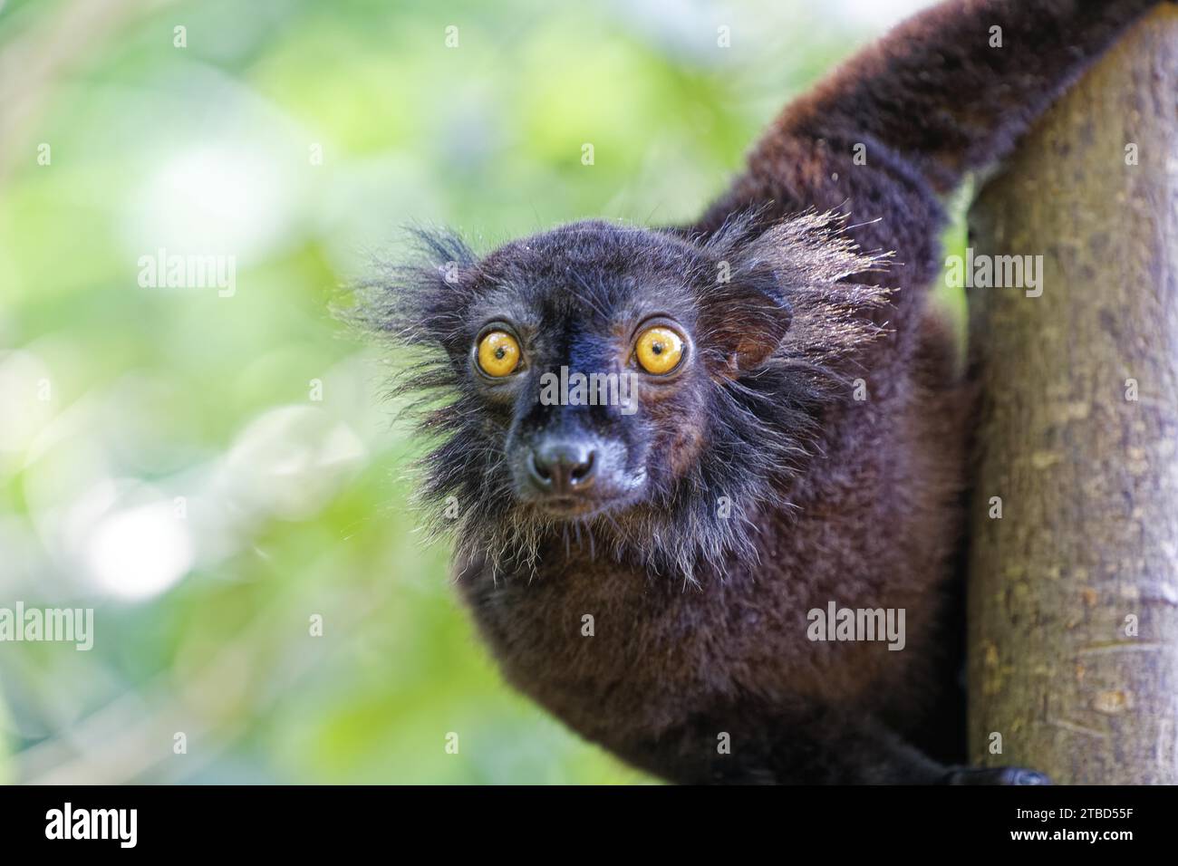 Lémurien noir (eulemur macaco), lémurien, Ampangorinana, Nosy Komba, Madagascar Banque D'Images