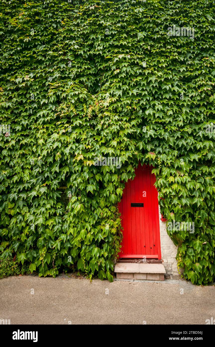 Mur d'une maison couverte partout de lierre avec une porte rouge. Banque D'Images