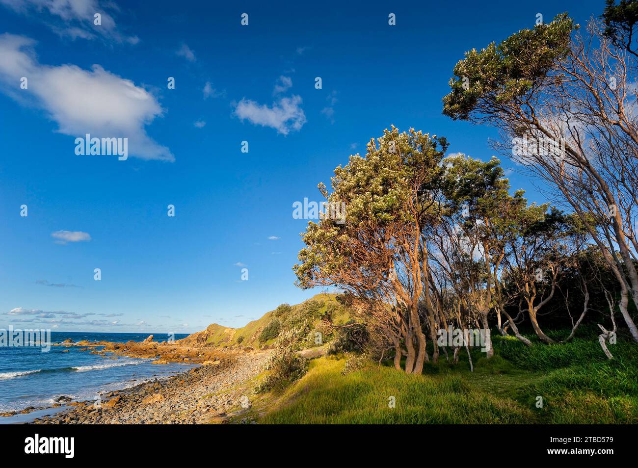 Arbres, flore, ciel bleu sur la côte de Byron Bay, Queensland, Australie Banque D'Images