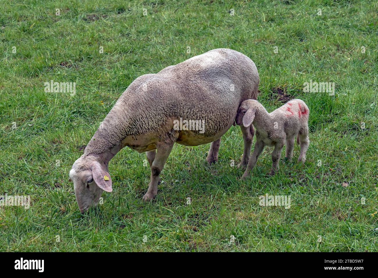 Brebis (Ovis) à l'agneau, Franconie, Bavière, Allemagne Banque D'Images