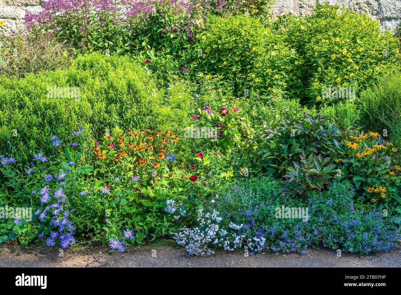 Fleurs d'été dans le jardin botanique d'Oxford, Université d'Oxford, dans le centre-ville d'Oxford, Oxfordshire, Angleterre, Royaume-Uni Banque D'Images