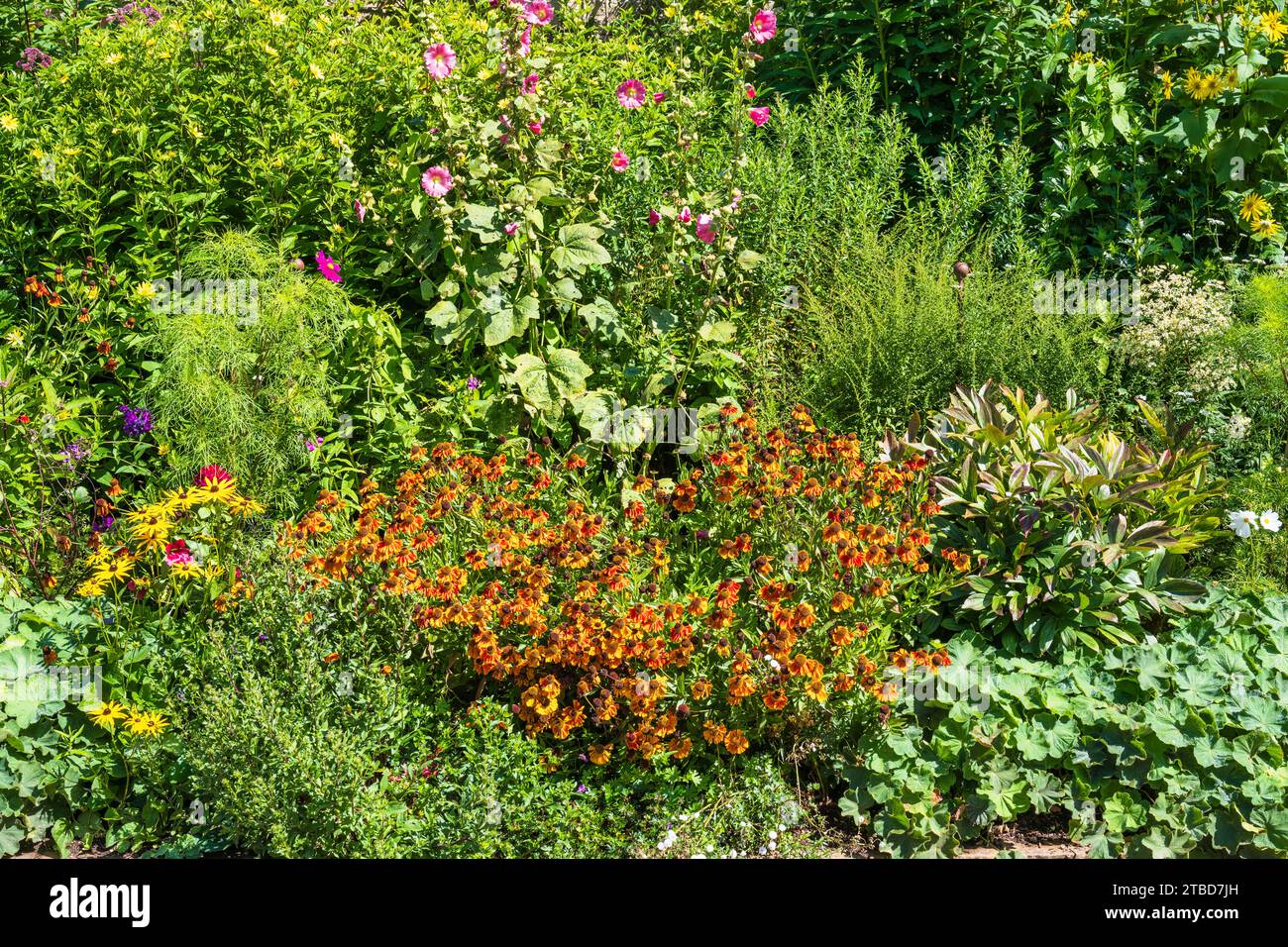 Fleurs d'été dans le jardin botanique d'Oxford, Université d'Oxford, dans le centre-ville d'Oxford, Oxfordshire, Angleterre, Royaume-Uni Banque D'Images