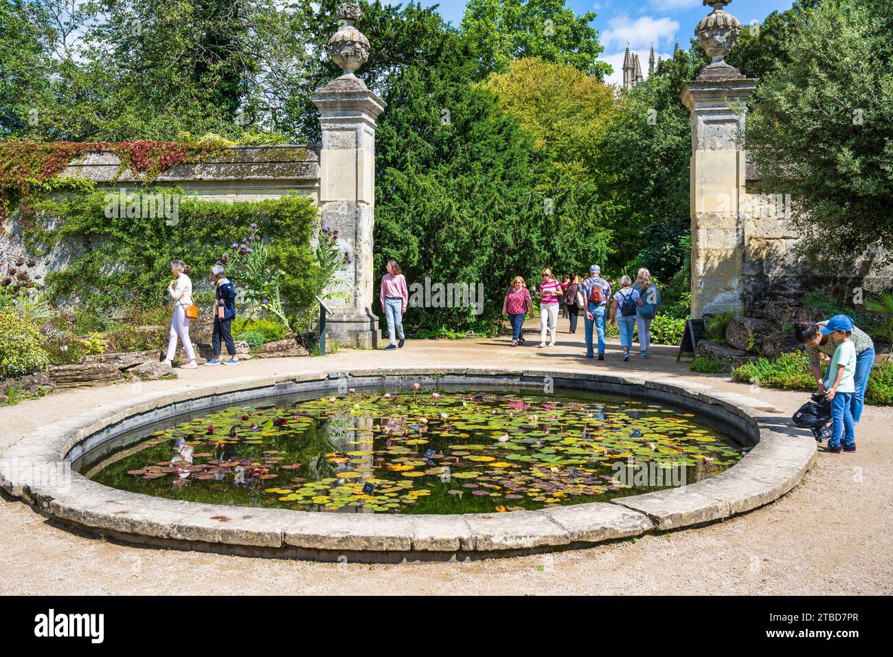 Bassin à poissons dans le jardin botanique d'Oxford, Université d'Oxford, dans le centre-ville d'Oxford, Oxfordshire, Angleterre, Royaume-Uni Banque D'Images