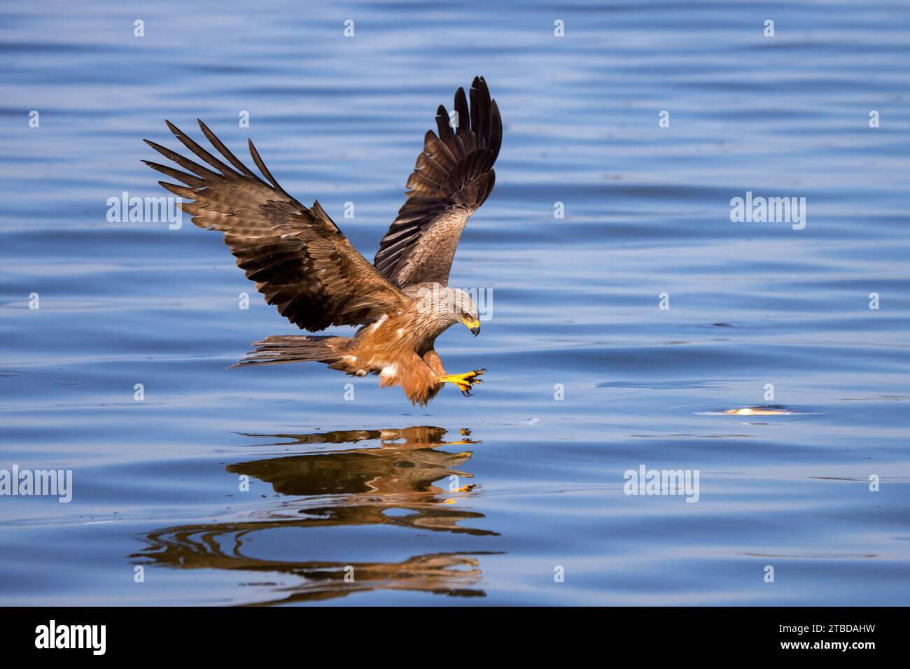Cerf-volant noir (Milvus migrans) en vol, qui descend pour attraper des poissons du lac avec ses talons Banque D'Images