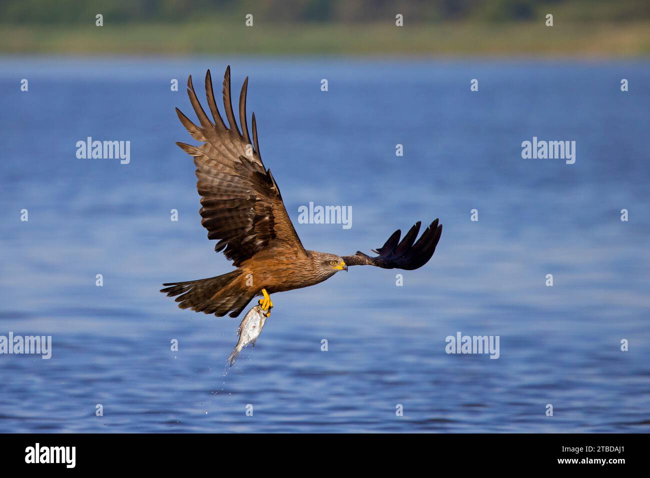 Cerf-volant noir (Milvus migrans) en vol, qui descend pour attraper des poissons du lac avec ses talons Banque D'Images