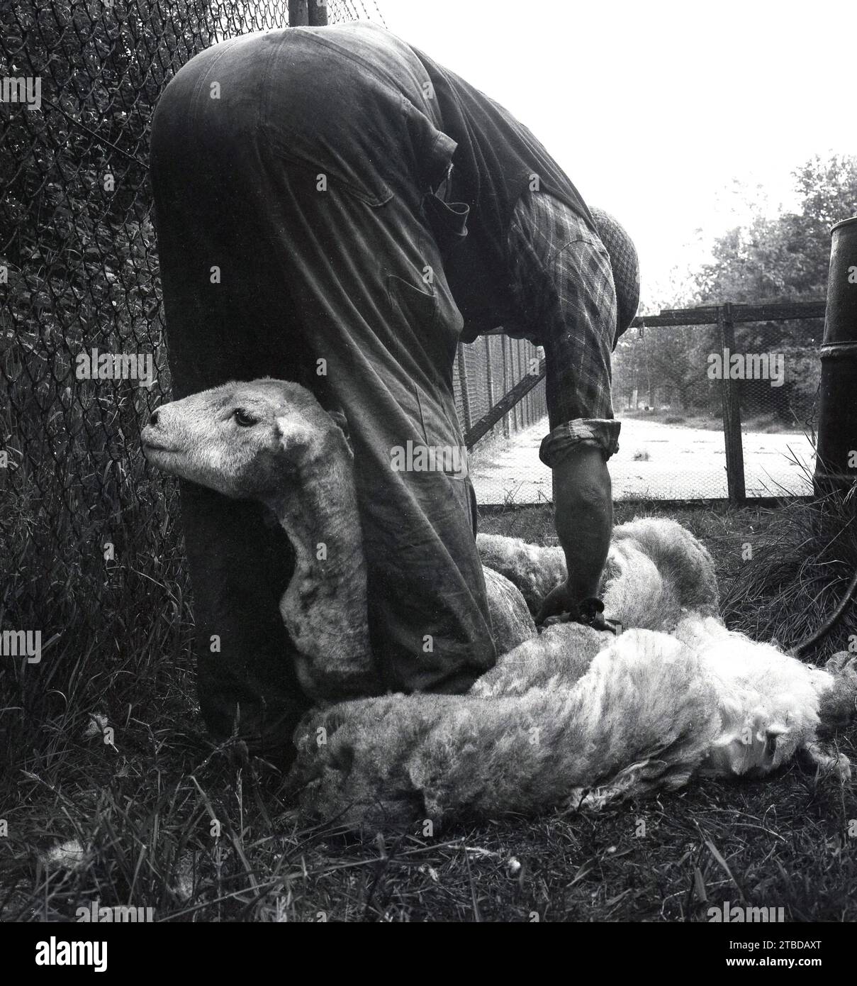années 1970, historique, un fermier tondant un mouton pour enlever son manteau de wollen, une pratique normalement faite une fois par an. Banque D'Images