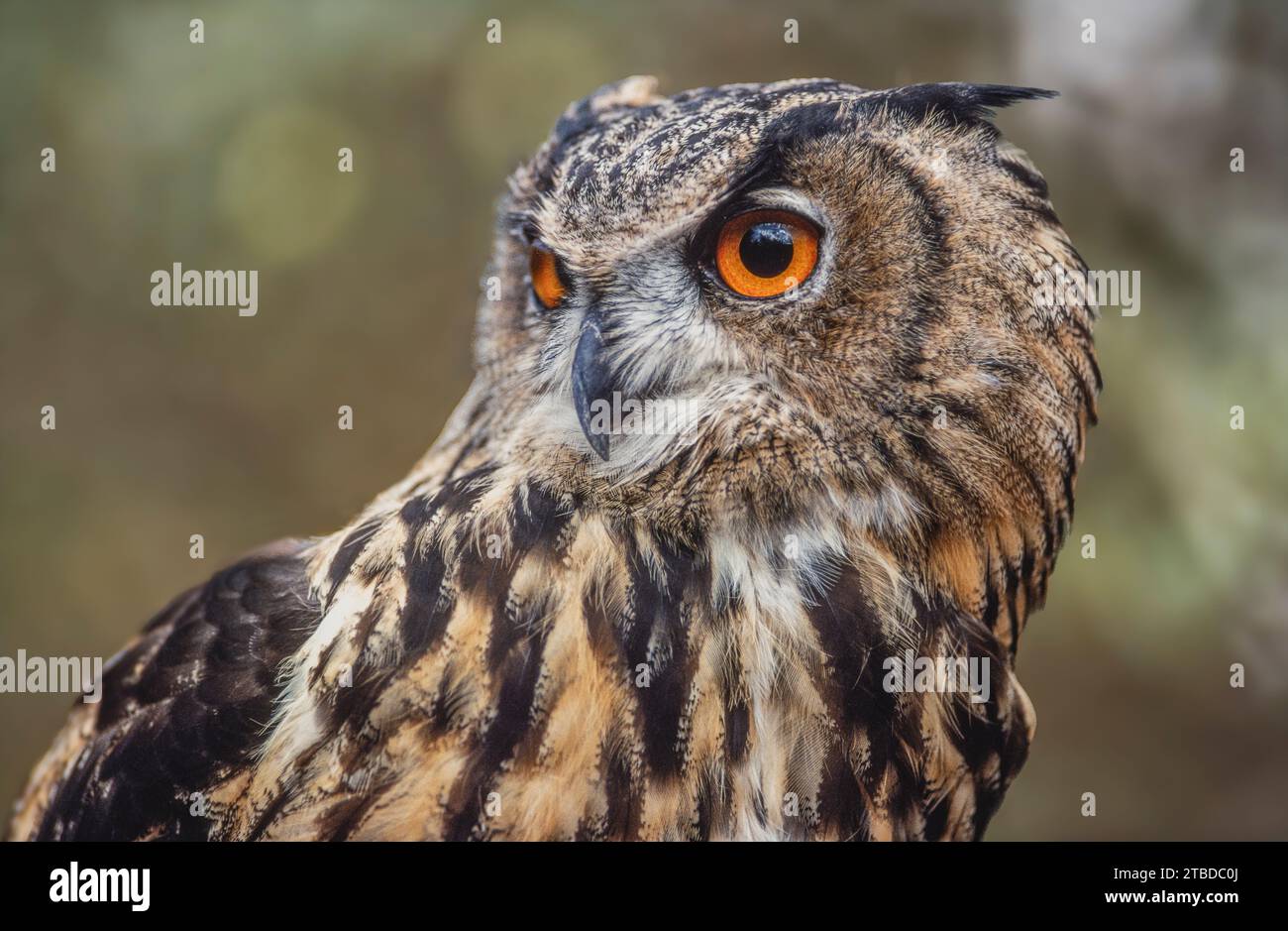 Aigle-Chouette d'Eurasie (Bubo bubo) dans la brousse en Provence. Tarascon, Arles, Montagnette, Bouches du Rhône, Côte d'Azur, France. Banque D'Images