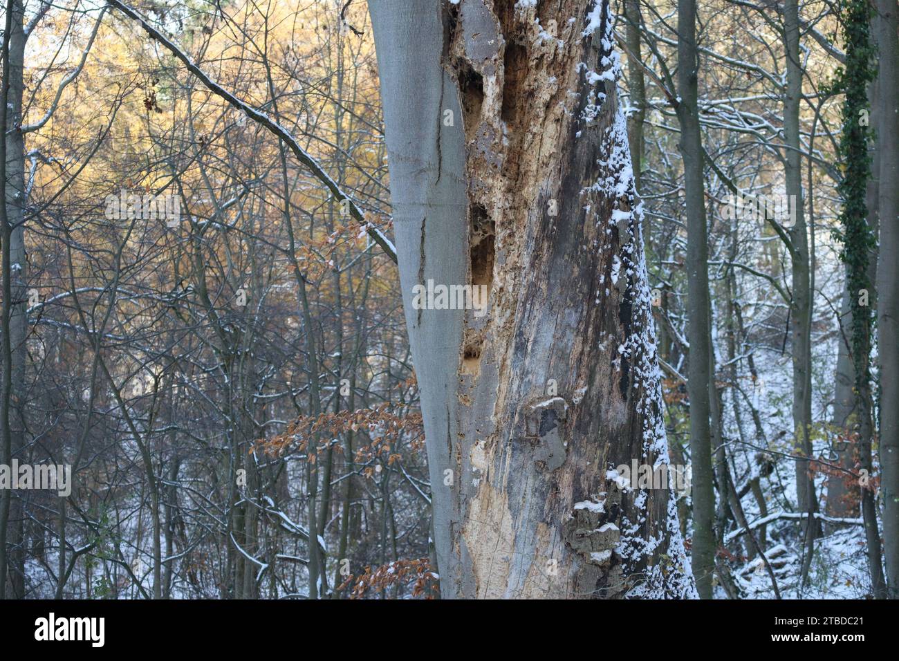 Coléoptères et trous de pic-bois dans un vieux hêtre Banque D'Images