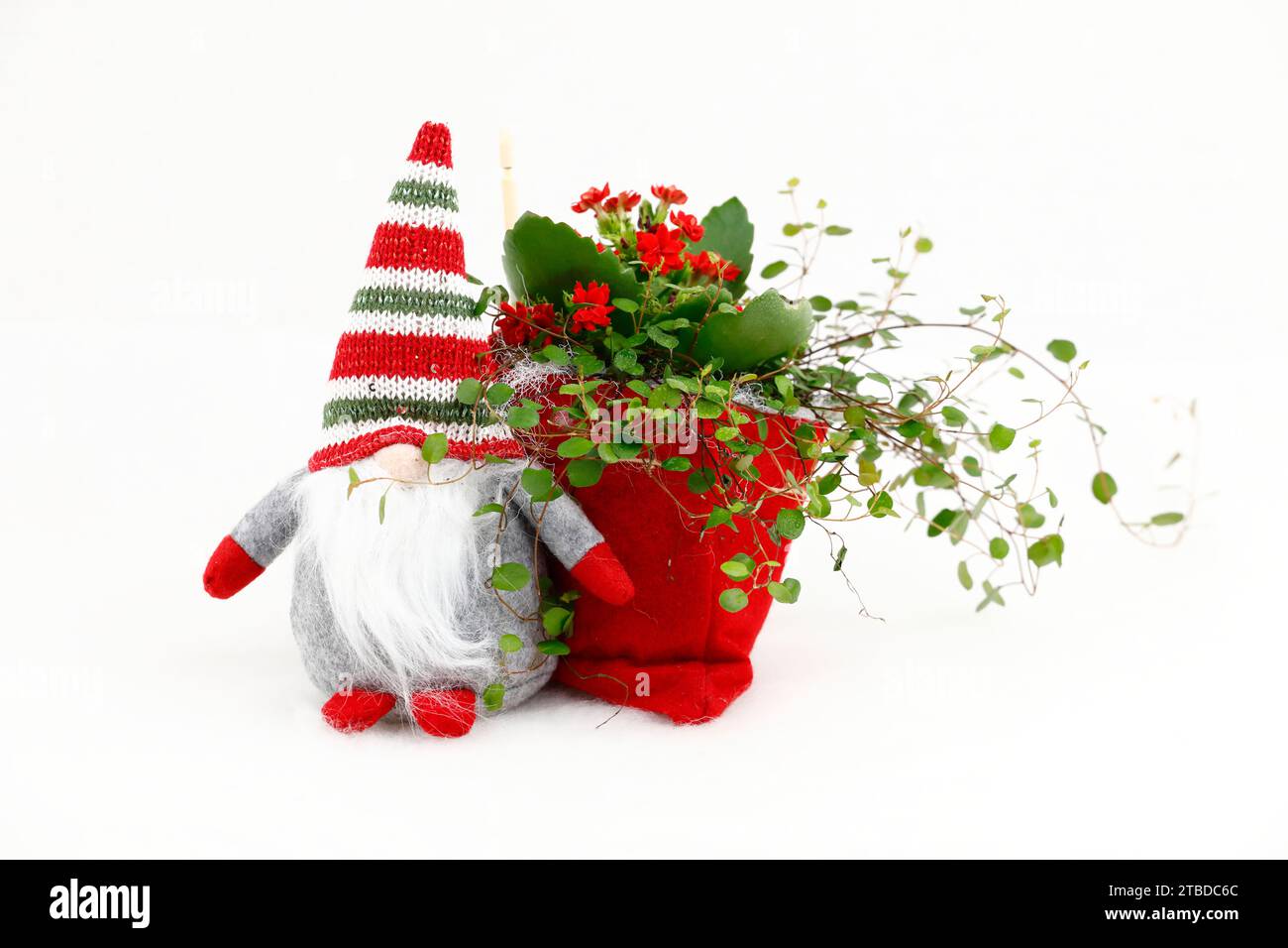 Un gnome de Noël avec un sac à dos avec des fleurs Banque D'Images