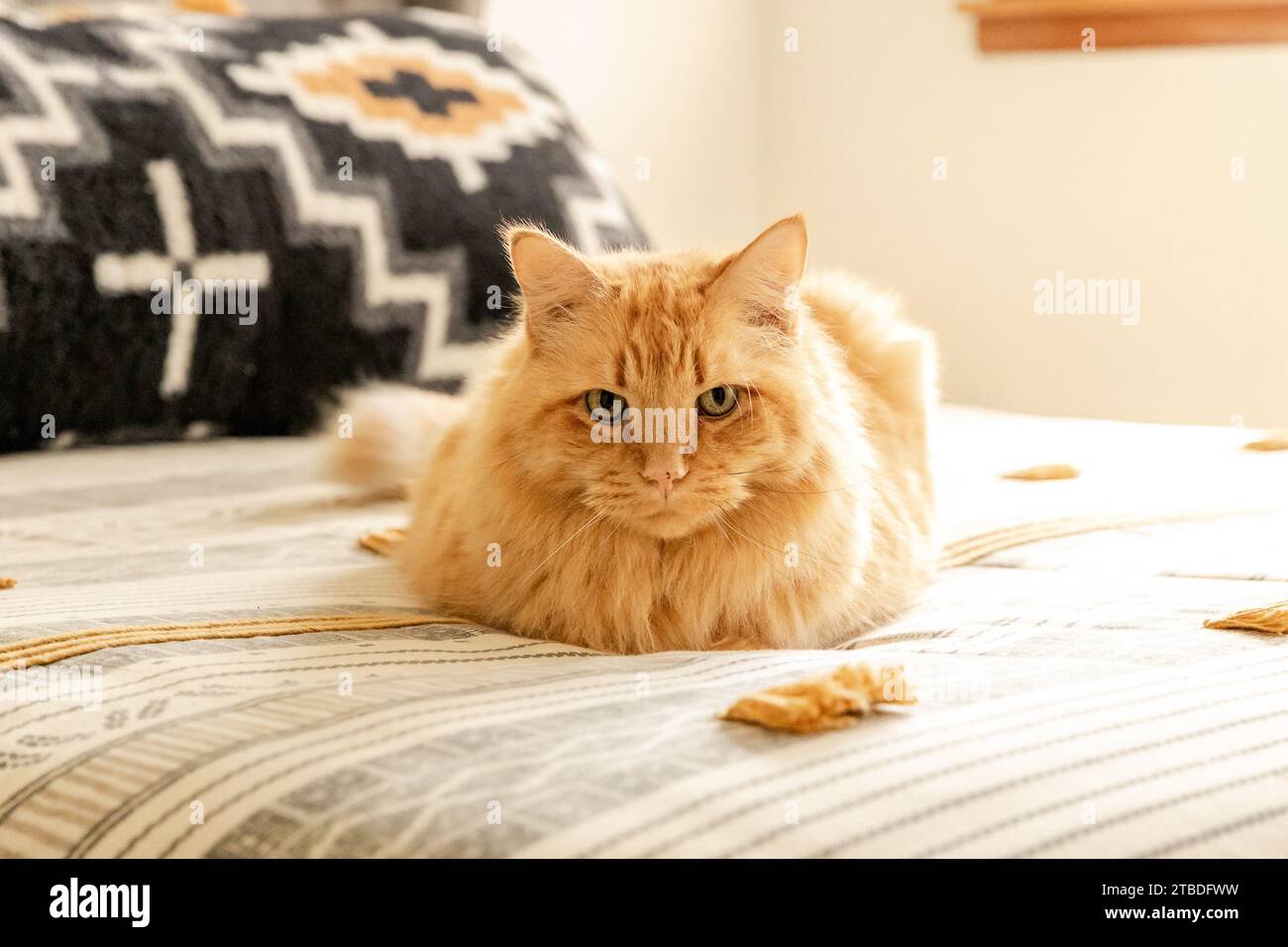Un chat tabby orange allongé dans une chambre à coucher et regardant la caméra. Banque D'Images