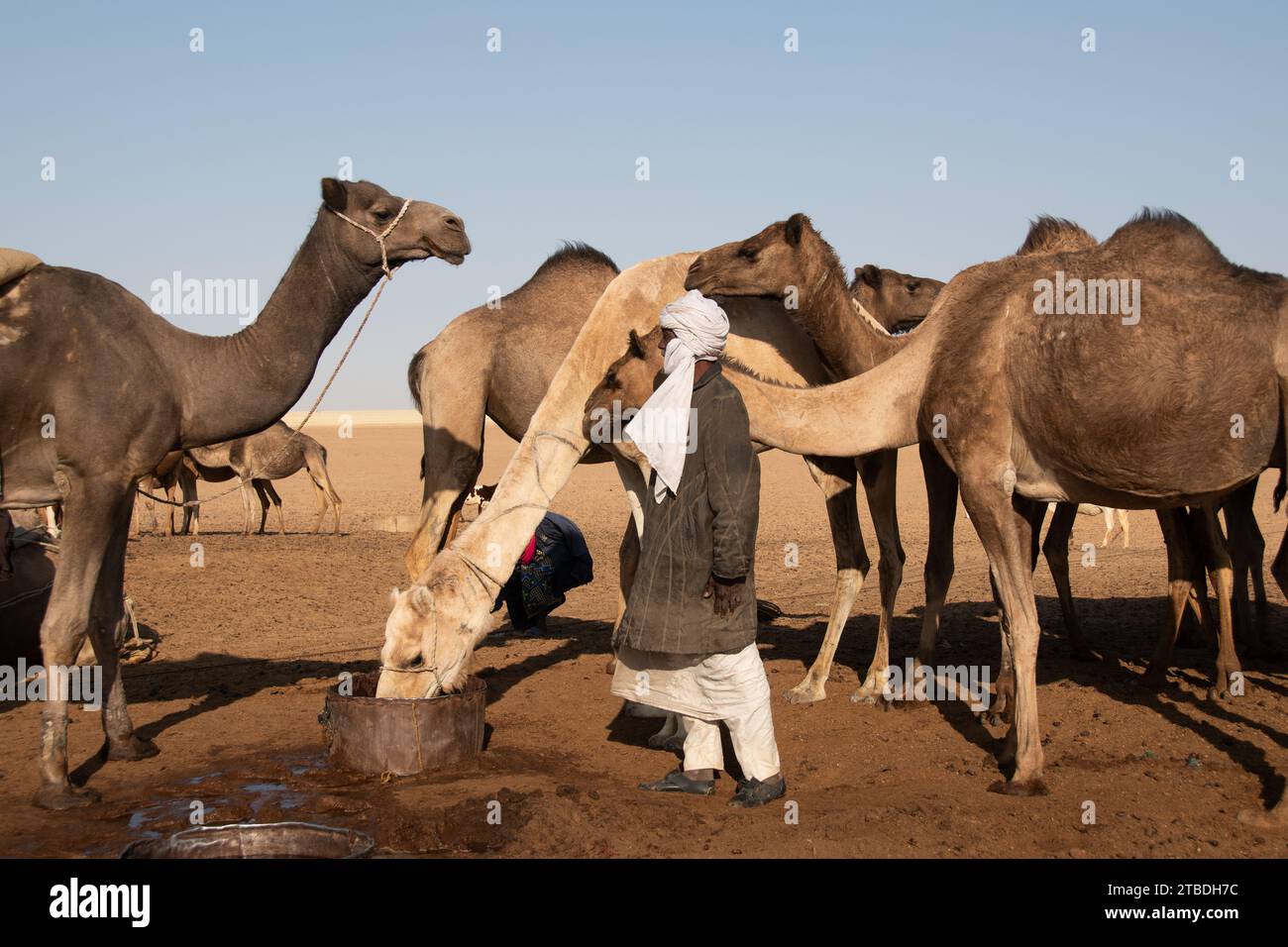 La vie autour d'un puits désertique au tchad Banque D'Images