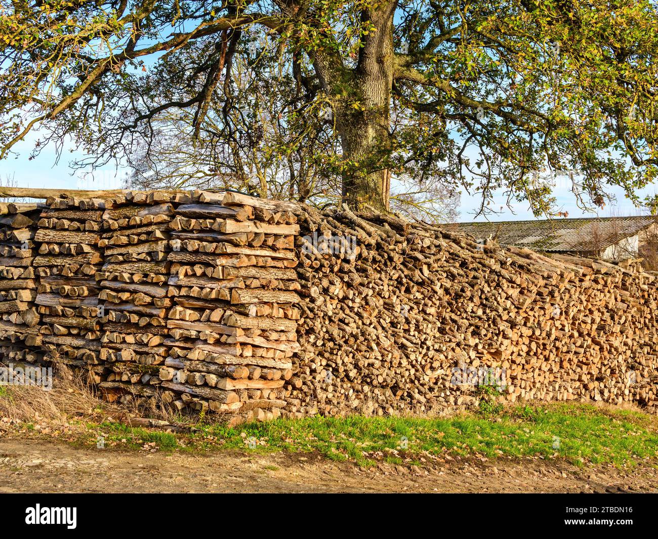 Grande pile de branches de chêne et grumes fendues pour le combustible domestique - sud-Touraine, centre de la France. Banque D'Images