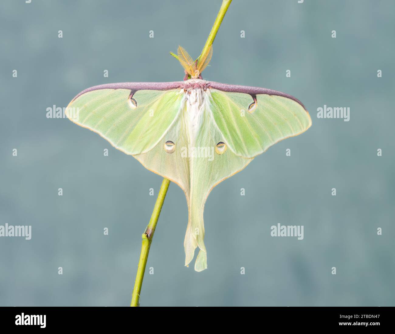 Macro d'une mite Luna (Actias luna). Vue de dessus avec ailes ouvertes. Banque D'Images