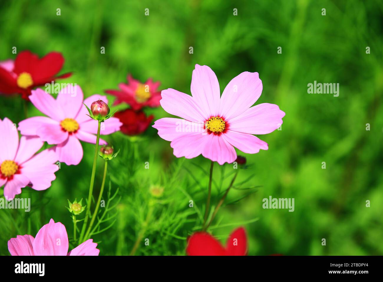 COSMOS bipinnatus ou jardin cosmos ou fleurs d'aster mexicain fleurissant dans le jardin Banque D'Images